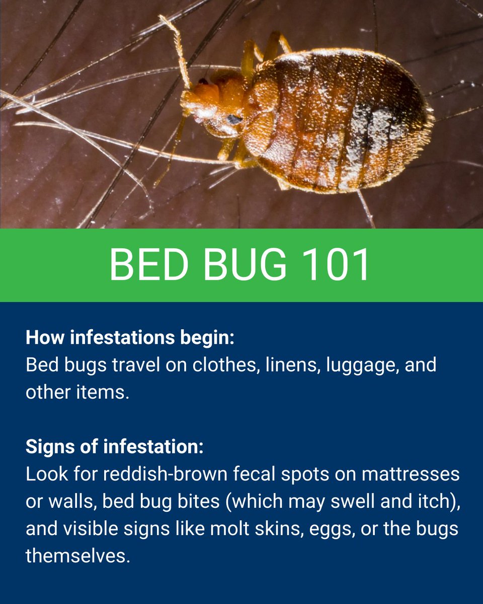 omegapest_'s tweet image. Bed Bug 101: Don&apos;t let these pesky invaders take over your home! Learn how infestations start and the tell-tale signs to watch for.

Protect your space—contact us today for expert bed bug solutions!
📞(678) 990-5549

#PestControl #BedBug101 #StayBugFree