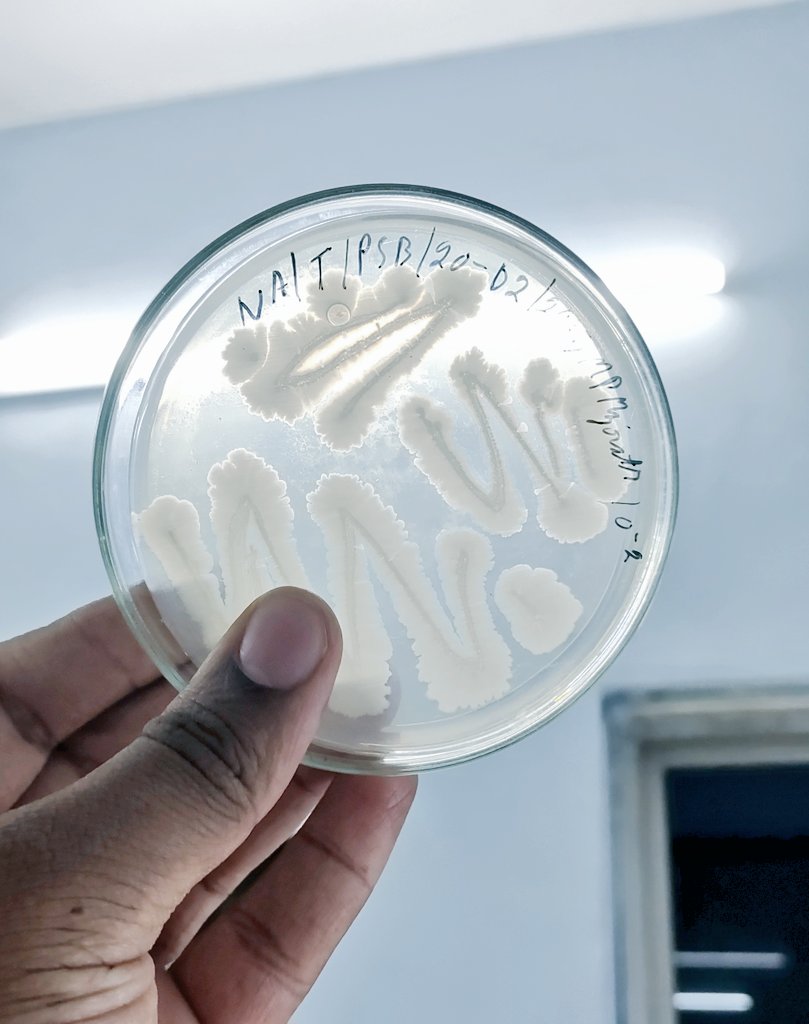 MPManjunath5's tweet photo. BACILLUS MEGATERIUM; T streak Plate 
This bacteria is widely used as Biofertilizer; it dissolves the insoluble phosphates into plant soluble form.
#biotechnology #bacteria  #lifescience https://t.co/PEj1kGeHtq