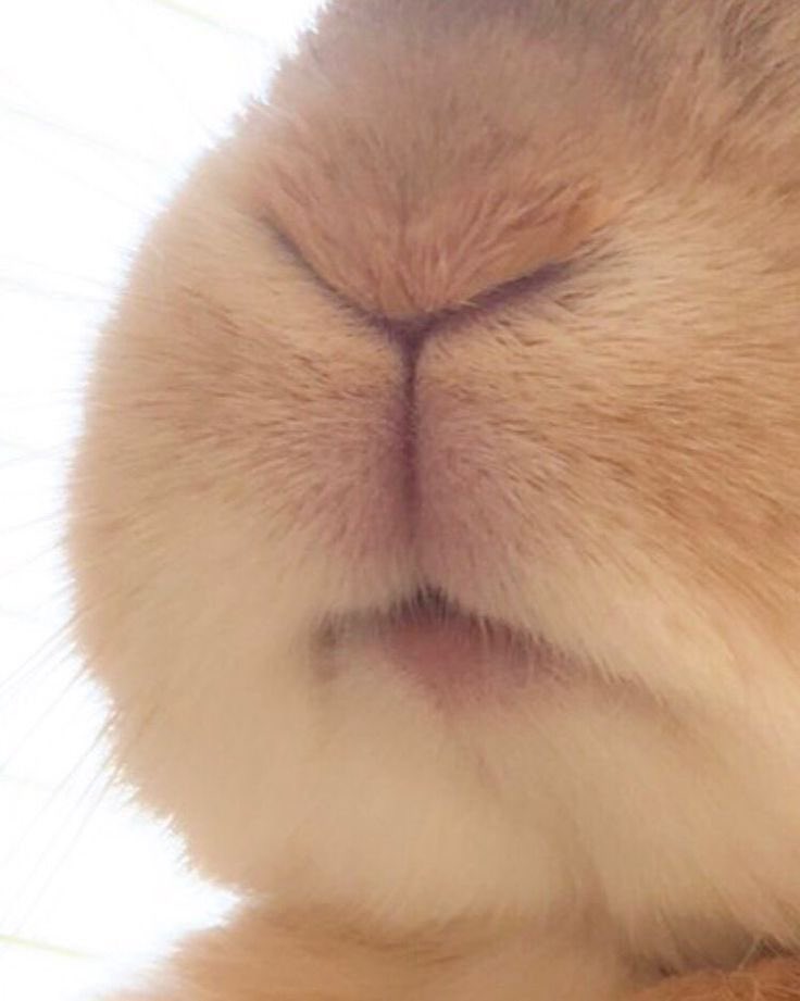 why is he so Bunny sometimes 😖🥺