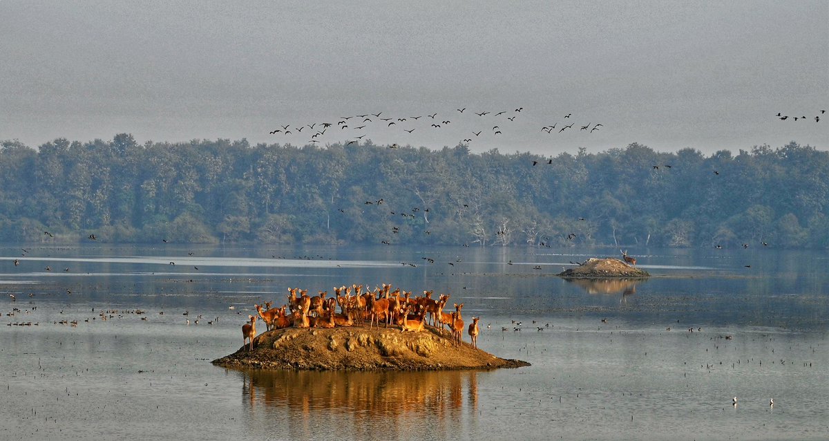 Vinitha (@vinithagrajan) on Twitter photo Swamp deer sun basking on mount in Jaathi Thaal at Kishanpur Tiger Reserve while the migratory birds on the backdrop..
<a href="/DudhwaTR/">Dudhwa Tiger Reserve</a> Swamp deer sun basking on mount in Jaathi Thaal at Kishanpur Tiger Reserve while the migratory birds on the backdrop..
<a href="/DudhwaTR/">Dudhwa Tiger Reserve</a>