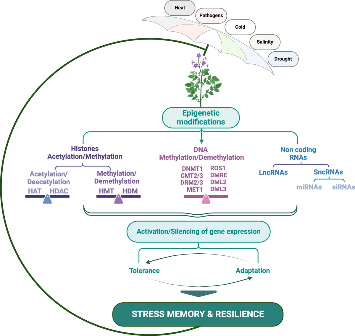 Abiotic stress in plants (Green Survivors) (@abioticstress) on Twitter photo Review by Aanniz et al. <a href="/monica_butnariu/">Monica Butnariu</a> <a href="/PPLplantarum/">Physiologia Plantarum</a> <a href="/PlantSpps/">Scandinavian Plant Physiology Society - SPPS</a> <a href="/wileyplantsci/">Wiley Plant Science</a>
Impact of #water stress to plant #epigenetic mechanisms in #stress and #adaptation
onlinelibrary.wiley.com/doi/10.1111/pp…
#PlantSci <a href="/AndGenomics/">DNA & RNA research</a> <a href="/DNA_RNA_Uni/">DNA&RNA Universe 𝕏</a> <a href="/PlantEpigenetic/">Plant Epigenetics</a> <a href="/AEpiA/">Australasian Epigenetics Alliance</a> <a href="/sci_plant/">Plant Science</a> <a href="/AgriExperts/">AgriExperts</a> Review by Aanniz et al. <a href="/monica_butnariu/">Monica Butnariu</a> <a href="/PPLplantarum/">Physiologia Plantarum</a> <a href="/PlantSpps/">Scandinavian Plant Physiology Society - SPPS</a> <a href="/wileyplantsci/">Wiley Plant Science</a>
Impact of #water stress to plant #epigenetic mechanisms in #stress and #adaptation
onlinelibrary.wiley.com/doi/10.1111/pp…
#PlantSci <a href="/AndGenomics/">DNA & RNA research</a> <a href="/DNA_RNA_Uni/">DNA&RNA Universe 𝕏</a> <a href="/PlantEpigenetic/">Plant Epigenetics</a> <a href="/AEpiA/">Australasian Epigenetics Alliance</a> <a href="/sci_plant/">Plant Science</a> <a href="/AgriExperts/">AgriExperts</a>