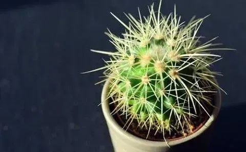 DTNEtiquette's tweet photo. Does your mood have you feeling a little prickly, irritated, or bummed? Go outside, get some fresh air, drink in the sunshine, and breathe! ~ #DTN #bemindful #begood2u https://t.co/YJX9fSEJlt