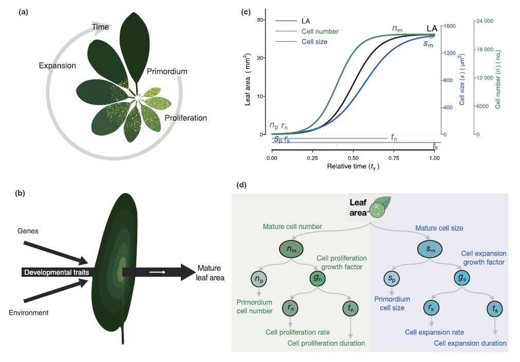 The determination of leaf size on the basis of developmental traits - Zeqing Ma, Thomas N. Buckley, Lawren Sack - New Phytologist

nph.onlinelibrary.wiley.com/share/SE2GACKW…