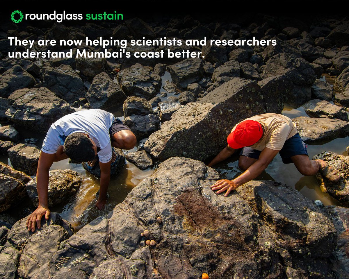 RGSustain1's tweet photo. (1/3) Not all heroes wear capes – some cast nets along the coast.

#KoliFishers #FishingCommunity #MarineLifeofMumbai #Fisheries #Tidepool #Intertidal #RoundglassSustain #MarineScience #CommunityFeature #Wildlife #Conservation https://t.co/8ENcDHZHjj