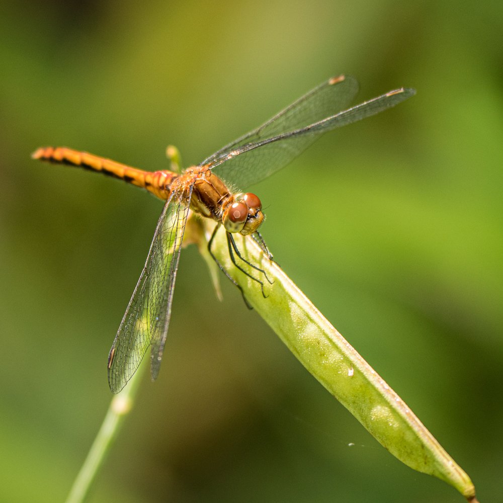 HectorCantres's tweet image. Red dragonfly.

#dragonfly #entomologist #entomology #nature #NaturePhotography
#wildlife #wildlifephotography