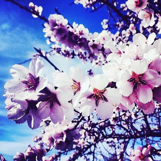 PasconaMontsant's tweet photo. Molt bon dia família! Vinga amunt a pel vimarts! Al celler Pascona es temps de flors!
.
@domontsant
.
#bondia #vimarts #cellerpascona #domontsant #tempsdeflors #primaveraavançada #vesaperelsteusomnis #mesde30anyspasconitzant #salutivi💪🍷 https://t.co/OVTeahej1r