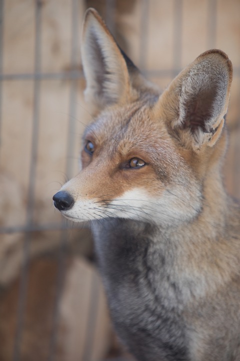 Huxian ♂️, 狐仙 tweet media