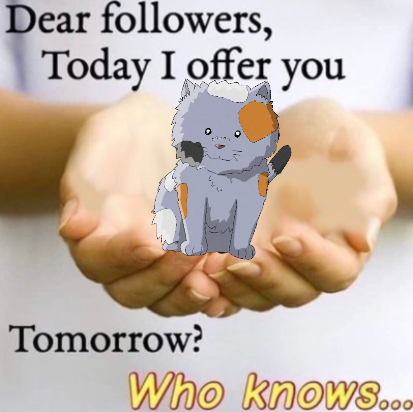PocketRainMemes's tweet photo. Enjoy the kitten :D https://t.co/qC6xdGQvje