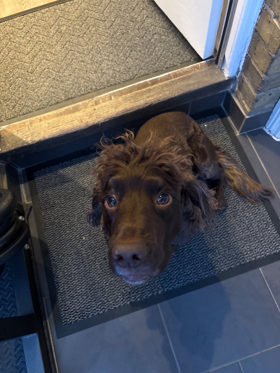 houseystephen's tweet photo. @liamgallagher this is Chewie. Chewie has no idea you exist. Chewie is very happy. https://t.co/EqoF07DKUG
