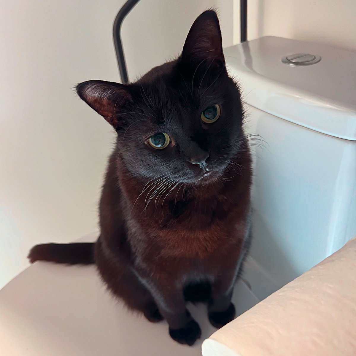 wut iz dat?🧻
#CatsOfTwitter #CatsOnX #BingsuWithCream