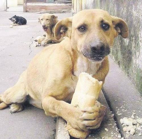 Mutlakhukuk's tweet photo. Başıboş sokak köpeklerinin saldırısı sonucunda yaralanan kişi,ilçe belediyesinden ve valilikten müteselsil  borçlu süretiyle ödenmek üzere hem maddi hem manevi tazminat almaya hak kazanır.

Danıştay 10.Dairesi  E. 2022/1457 K. 2024/4631 https://t.co/XPwefBxjeo