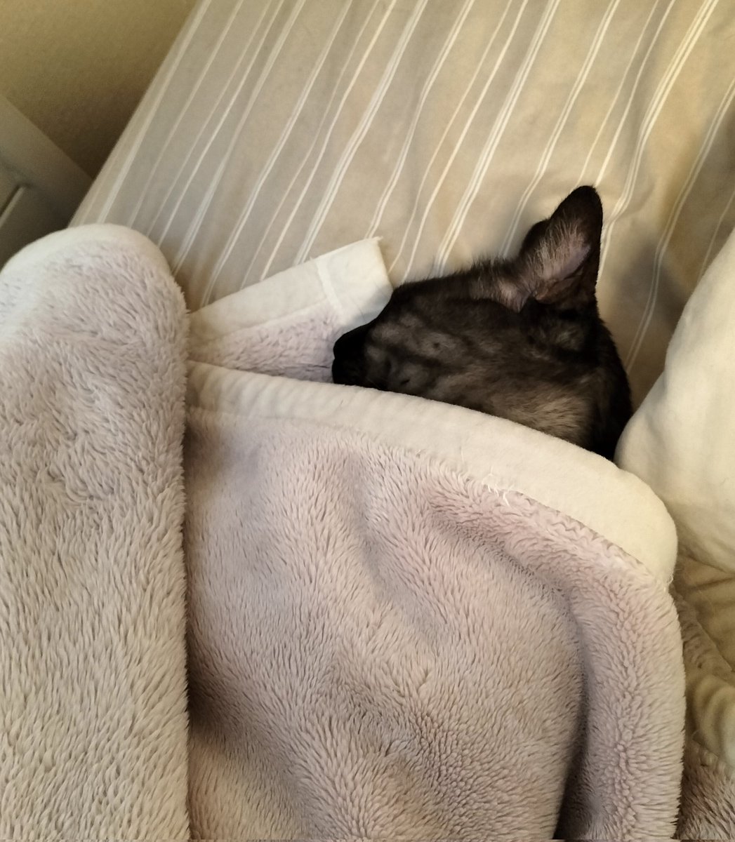 この毛布の乱れ具合といいくるまり具合といい夫そっくりでウケた