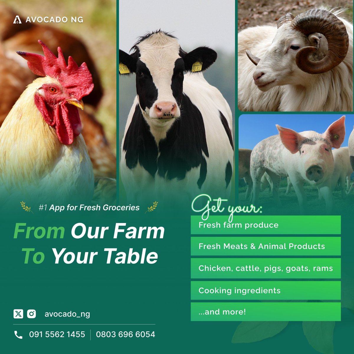 avocado_ng's tweet photo. Avocado has everything from fresh produce to chicken, beef, (fatless) pork and ham, with premium selections of live goats, cattle, pigs, chickens, and rams. 

Plus, we have the fresh cooking ingredients to make your kitchen a flavor haven.

When it comes to Quality--we're first. https://t.co/0hTNnM6AbP