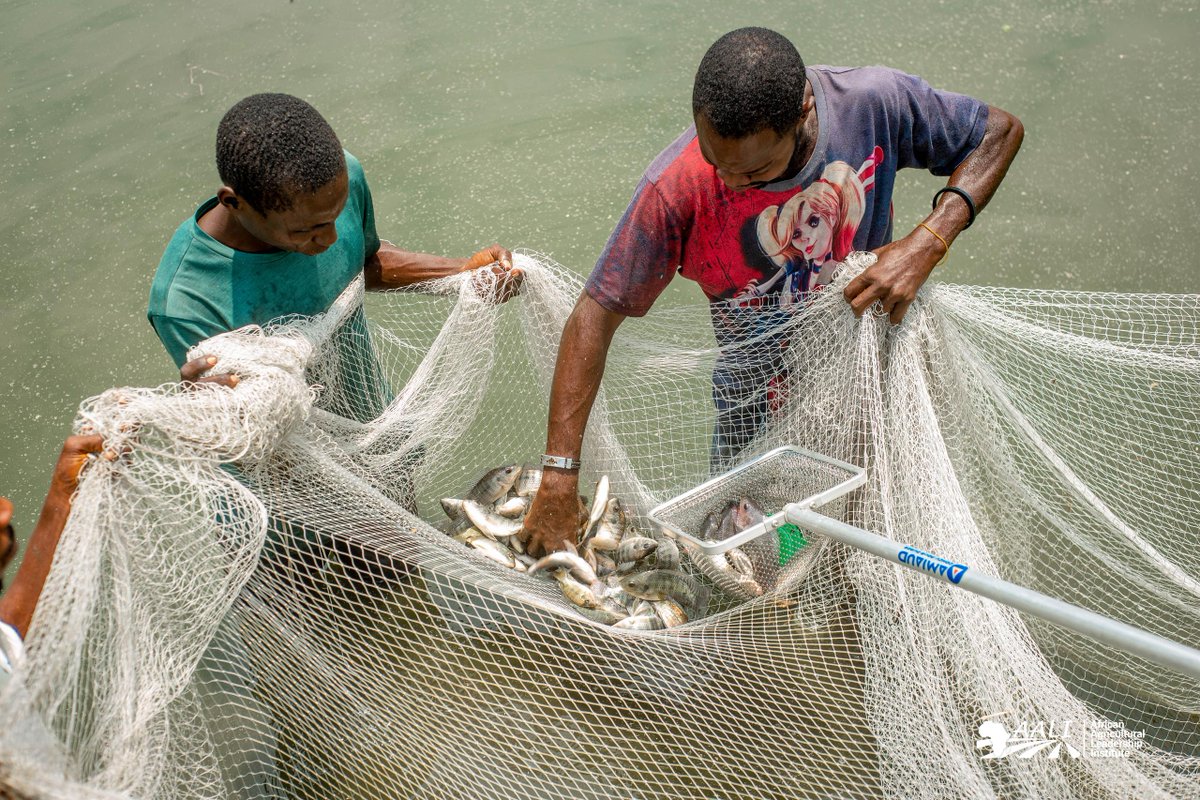 AALI African Agricultural Leadership Institute (@aaliofficiel) on Twitter photo #DRC #YouthBrigade
Six youth entrepreneurs have emerged after being trained and supported to produce tilapia in Kimpoko.
Fish farming is increasingly becoming a lucrative activity that attracts young people from Kinshasa province.
<a href="/ATARDC/">Agenda de la Transformation Agricole - RDC</a> <a href="/IITA_CGIAR/">IITA</a> <a href="/jeunesseEP_RDC/">MINISTÈRE DE LA JEUNESSE ET ÉVEIL PATRIOTIQUE 🇨🇩</a> #DRC #YouthBrigade
Six youth entrepreneurs have emerged after being trained and supported to produce tilapia in Kimpoko.
Fish farming is increasingly becoming a lucrative activity that attracts young people from Kinshasa province.
<a href="/ATARDC/">Agenda de la Transformation Agricole - RDC</a> <a href="/IITA_CGIAR/">IITA</a> <a href="/jeunesseEP_RDC/">MINISTÈRE DE LA JEUNESSE ET ÉVEIL PATRIOTIQUE 🇨🇩</a>