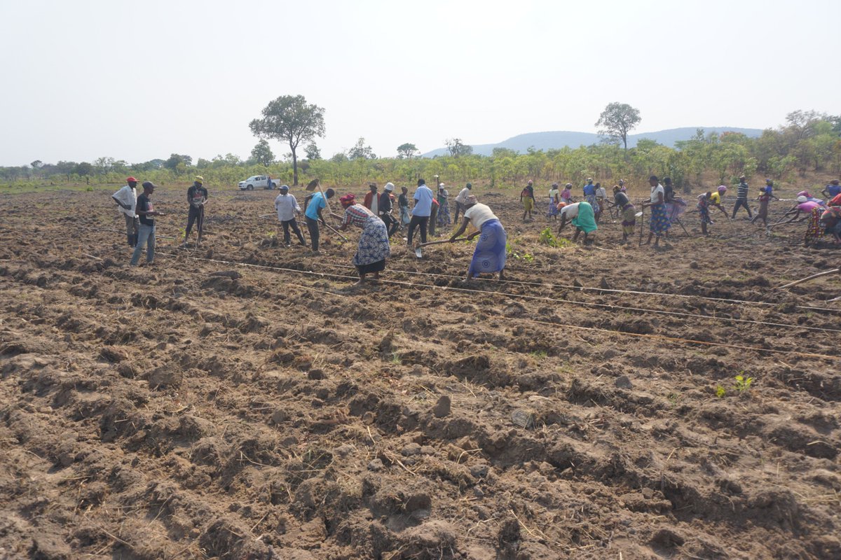 AuHCSouthAfrica's tweet image. 🌱 Turning waste into clean energy &amp;amp; growing a resilient future!

Funded through our #DirectAidProgram, the Chitanda project in Angola is helping farmers enhance food security with climate-smart techniques &amp;amp; biogas technology.

More food, less waste, clean energy! 🌍