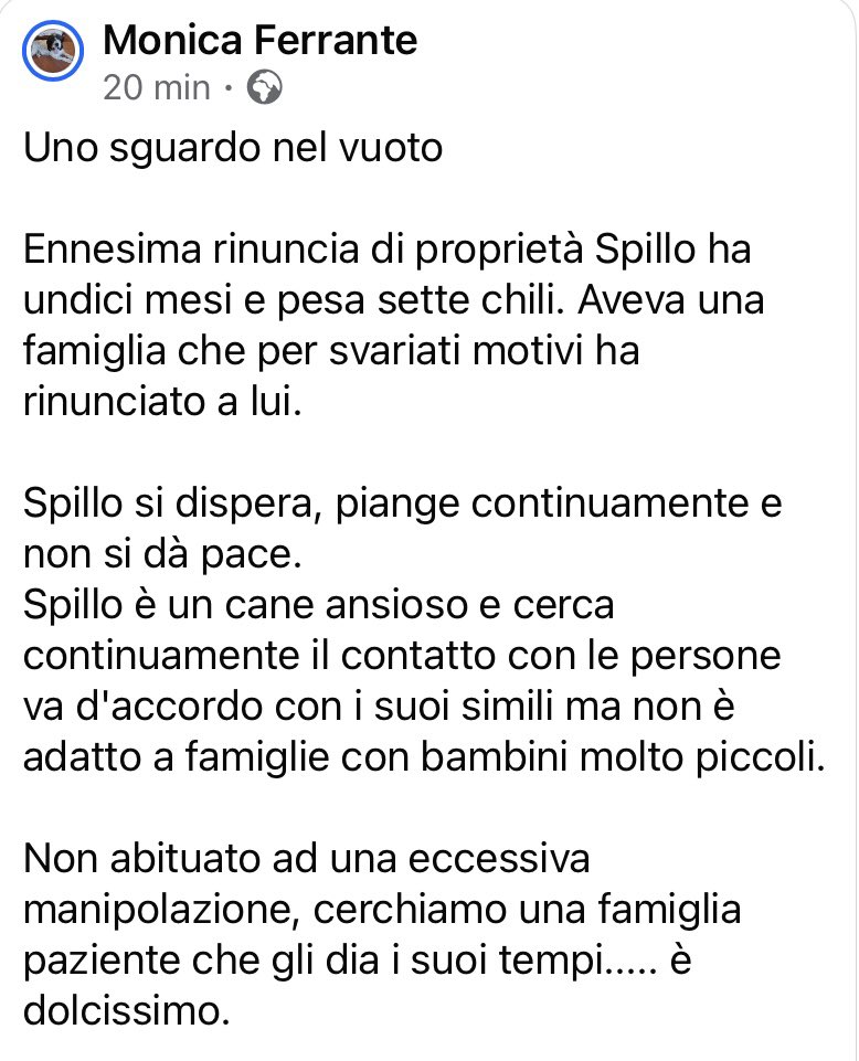 pattyfra1's tweet image. MONICA FERRANTE
Puglia

🙏🆘SPILLO CERCA CASA🆘🙏
Cagnolino giovanissimo é già stato rifiutato dalla sua famiglia😞 Ora ne cerca una nuova che lo sappia amare🙏♥️
INFO e CONTATTI nel box scritto⤵️
#spillo #SosCuccioli