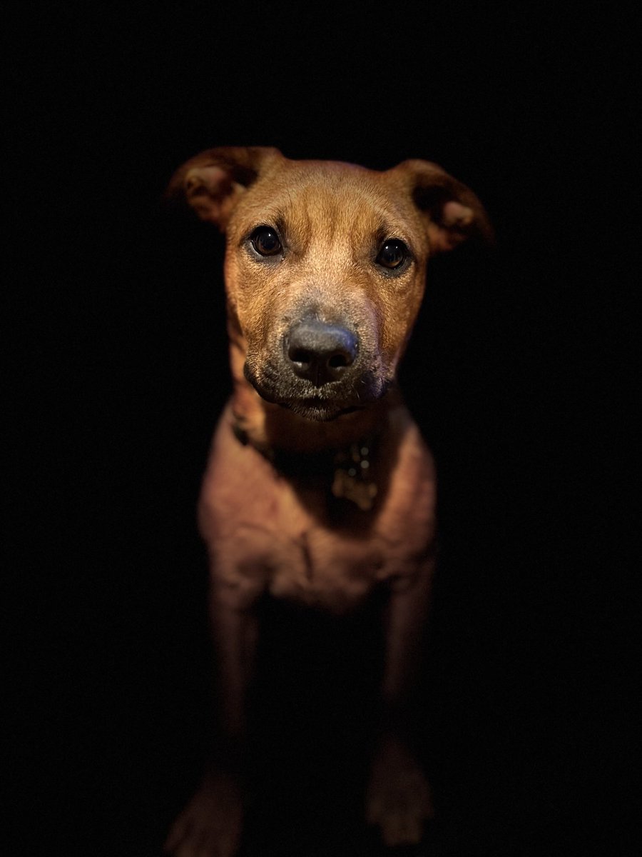 Lookii_'s tweet photo. New rescue.  Old heart. https://t.co/glgq306xNm