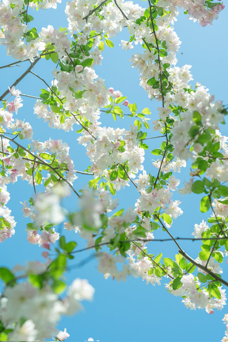 hibingning1's tweet photo. 镜头下的春和景明🌷 https://t.co/aH1OJCwfYw