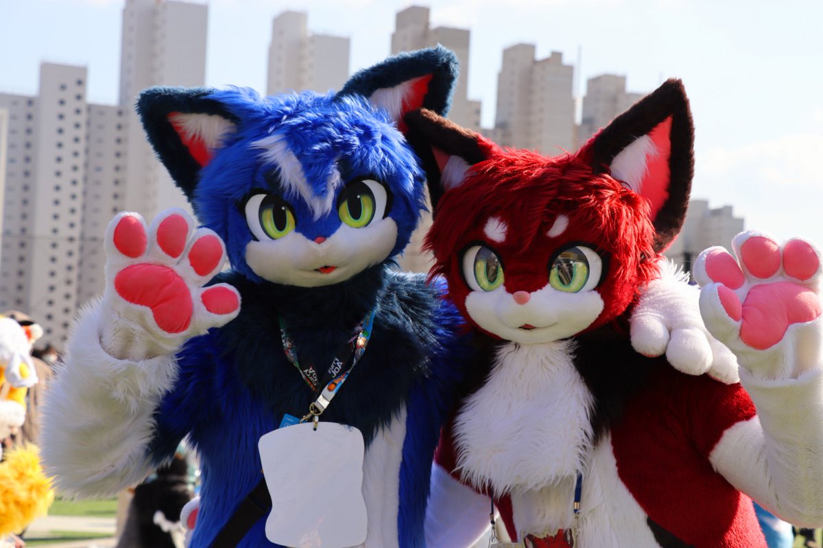 🐈보리 Bori ポリ🐾 tweet media