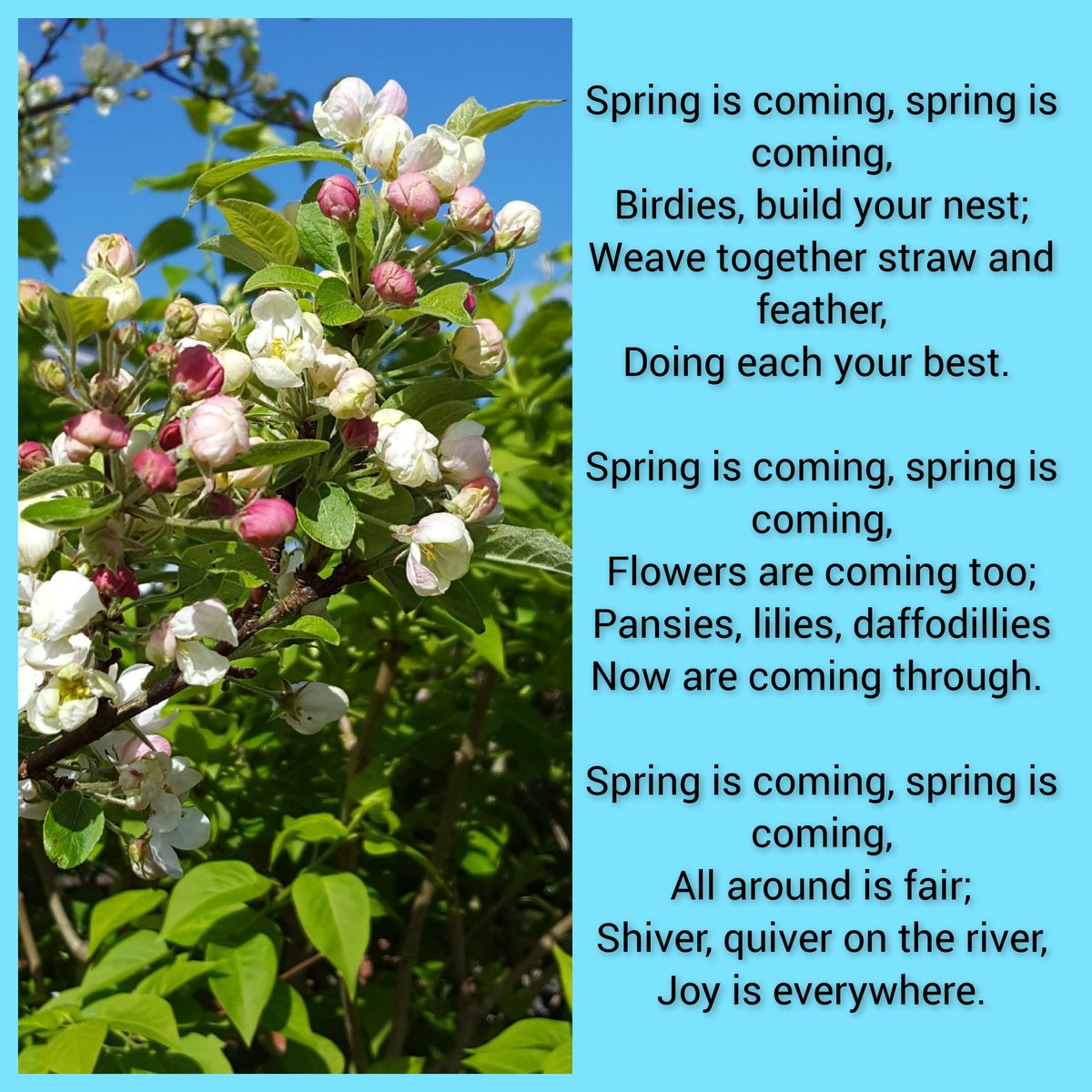 groodendorst's tweet photo. A chilly start to Tuesday morning here in North Yorkshire. 

We have sunshine.  ✔️
We have blue sky. ✔️
We have had our breakfast. ✔️
We are ready to garden. ✔️

#TuesdayBlueSkies and a cheery spring ditty we used to say at school.
#ATasteofSpring https://t.co/NOSHLjttRA