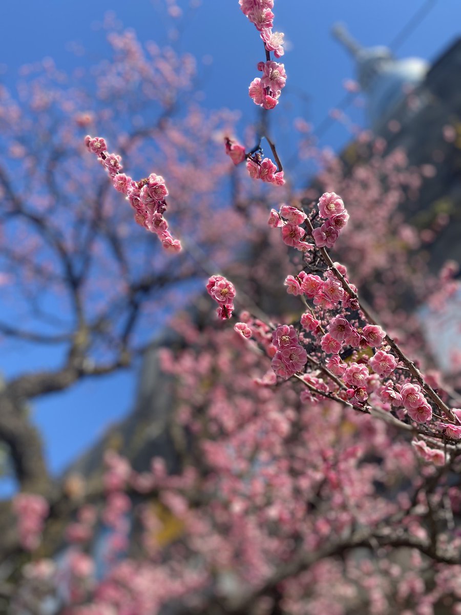 春が来た😊