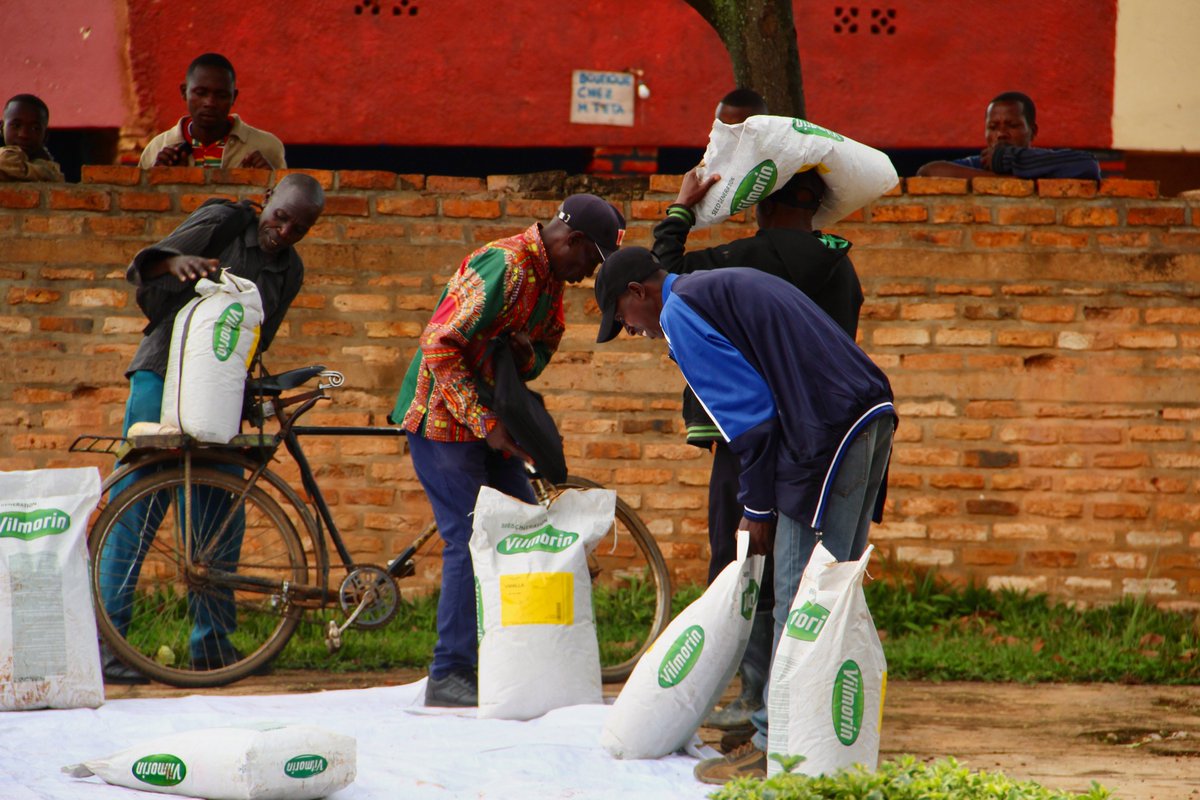 AVSI Rwanda (@avsirwanda) on Twitter photo #AVSIRwanda through the #KungaharaProject funded by <a href="/EUinRW/">EU Delegation to Rwanda</a>, distributed 1707 kg of french beans and 1403 kg of groundnuts to 1707 farmers in Gicumbi, Nyanza, and Ruhango districts, boosting local agriculture and livelihoods!🌱🚜
#FoodSecurity #EU4Rwanda #PeopleforDevelopment #AVSIRwanda through the #KungaharaProject funded by <a href="/EUinRW/">EU Delegation to Rwanda</a>, distributed 1707 kg of french beans and 1403 kg of groundnuts to 1707 farmers in Gicumbi, Nyanza, and Ruhango districts, boosting local agriculture and livelihoods!🌱🚜
#FoodSecurity #EU4Rwanda #PeopleforDevelopment
