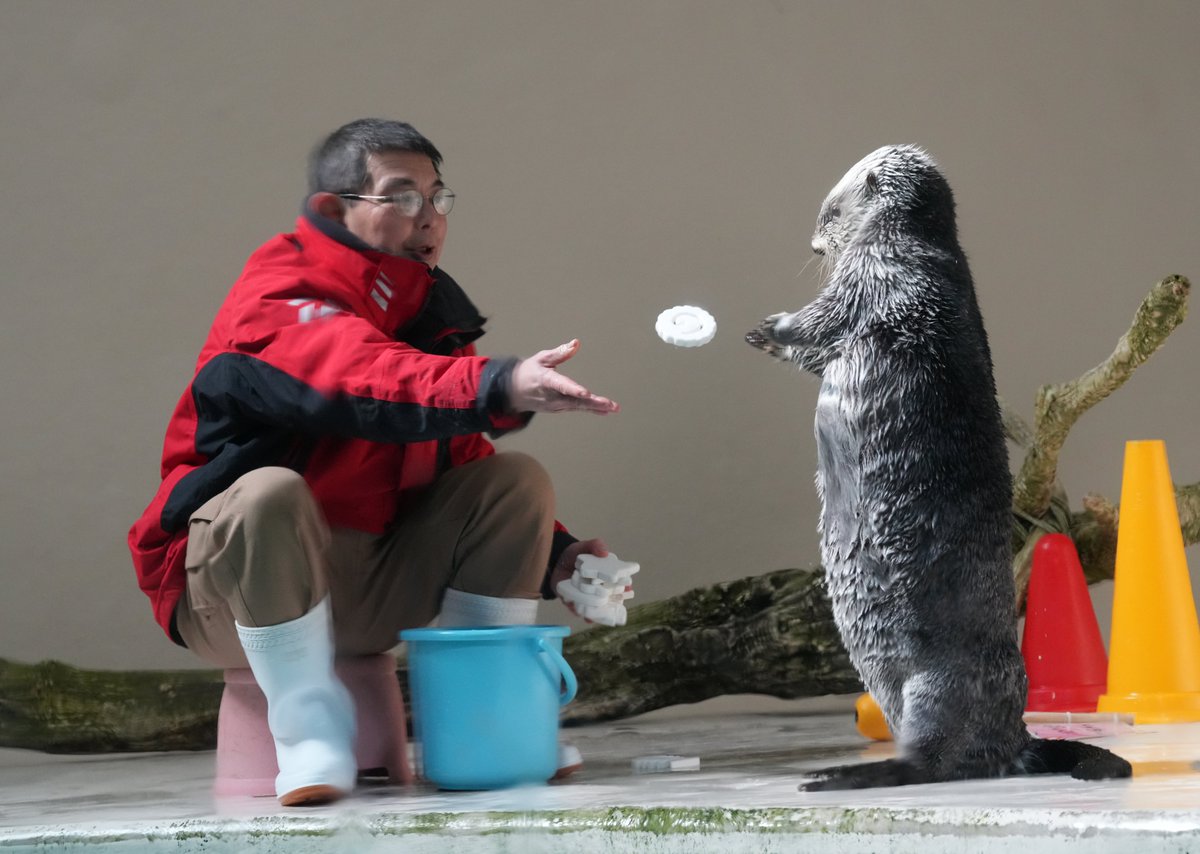 キラちゃんでございます♪ キラ - Search / X