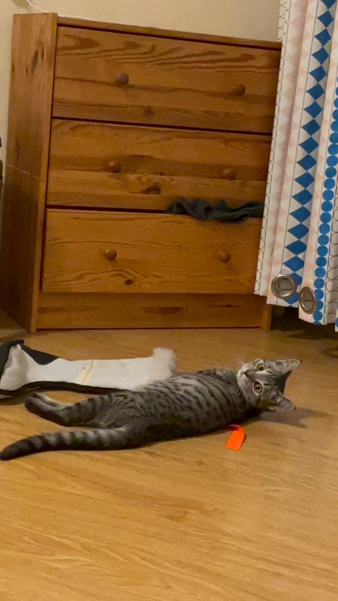 Дочка подобрала бездомного котёнка.