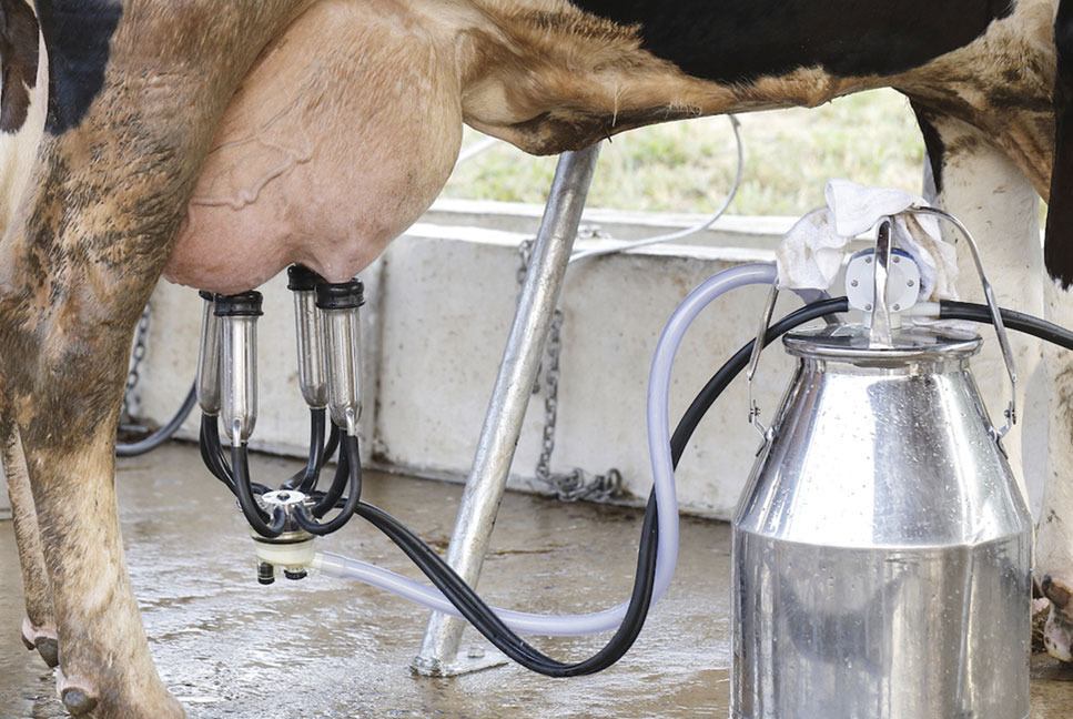Frank Farm Estates Ltd (@ffarmestates1) on Twitter photo Contact us today to solve your milking challenges on farm, we have customized milking solutions for small medium and large scale farmers 
βοΈ0776304000 Contact us today to solve your milking challenges on farm, we have customized milking solutions for small medium and large scale farmers 
βοΈ0776304000