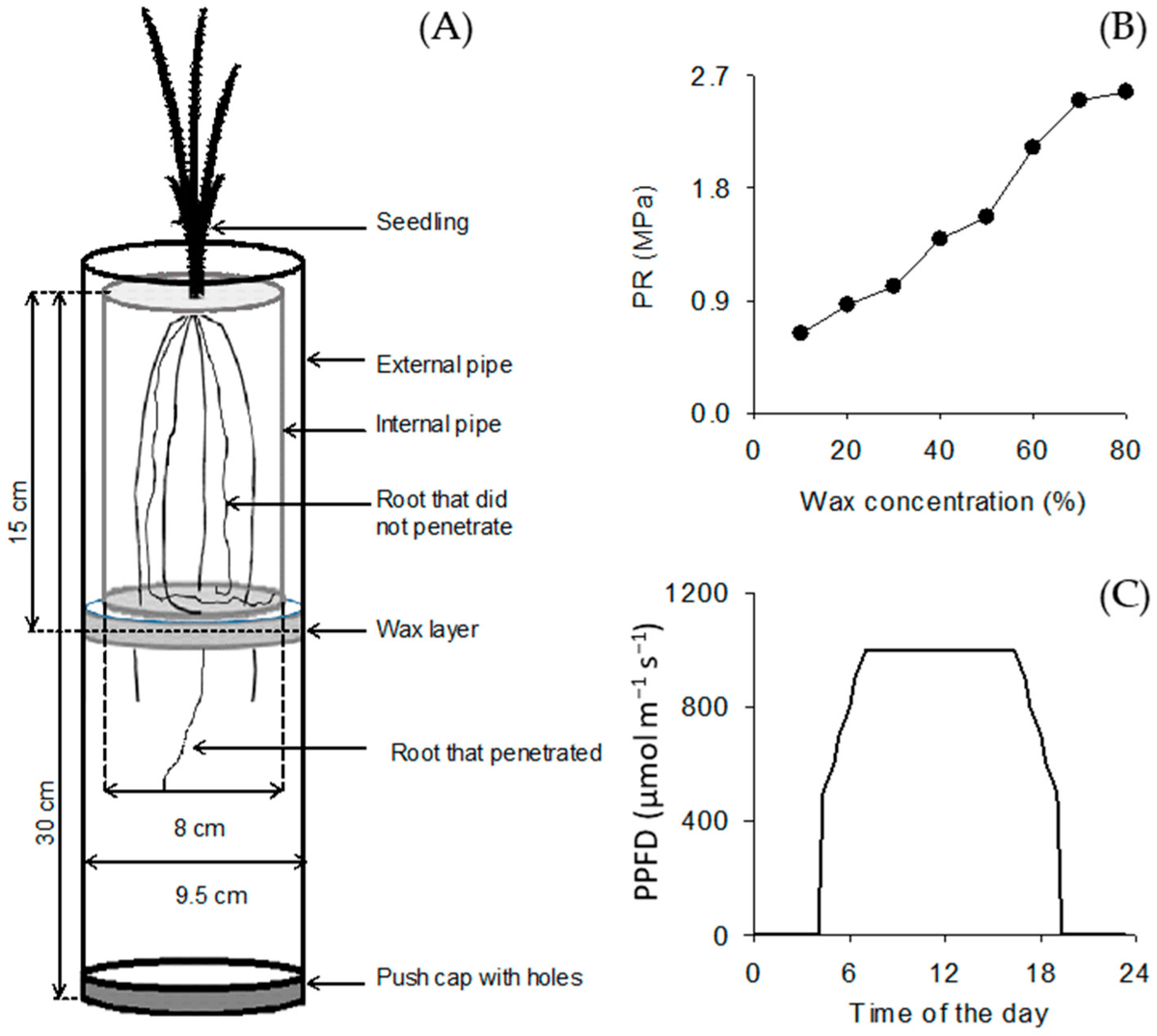 🌱 New research in #Grasses  "Root Penetration Is Associated with Root Diameter and Root Growth Rate in Tropical Forage Grasses" 🌿

📝  Chanthy Huot , Joshua Philp , Yi Zhou and Matthew Denton 

📖 Read it here: mdpi.com/2813-3463/4/1/4

#Plant #Forage #Roots #Science