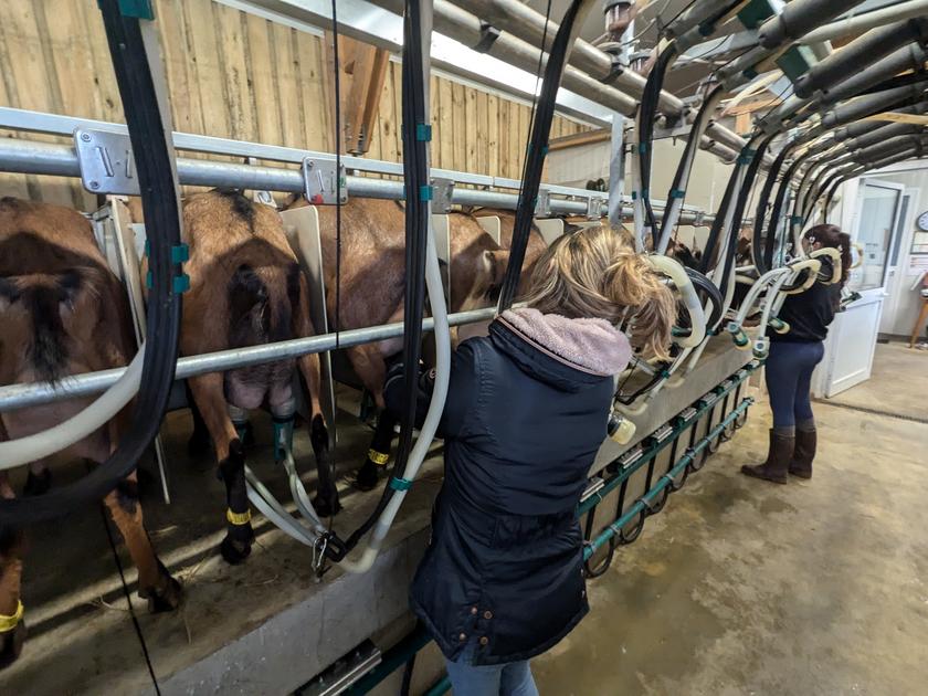 La Chèvre tweet media