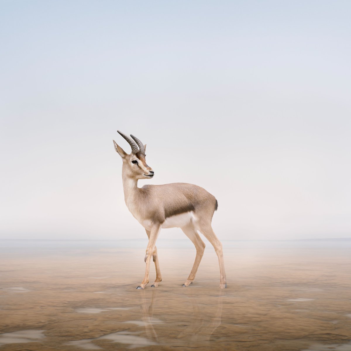 Wildlife captured by <a href="/alicezilberberg/">Alice Zilberberg</a>  with stunning artistry through the Hasselblad lens.📸✨

Mindful Mandrill Monkey🦍
Stillness Stork 🦩
Care Kangaroo 🦘
Don't Worry Deer 🦌

#Hasselblad #wildlife #nature