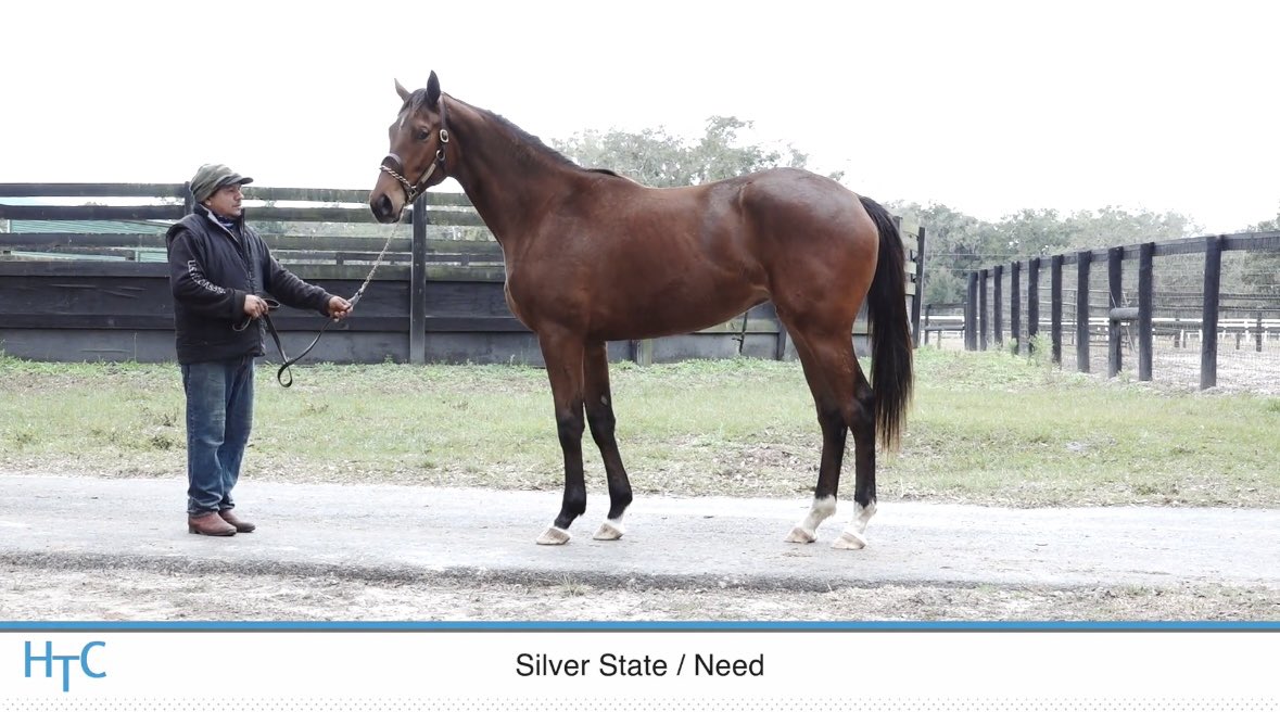 WalkerHancock's tweet image. We’re hearing really positive reports out of Ocala from the first crop of Silver State. A couple of mares booked to him this week from the hype. Pictured below are a few of ours: Swamp King, Symbol (1/2 brother to Lea), and Yearn (1/2 sister to Recruiting Ready) #silverstate