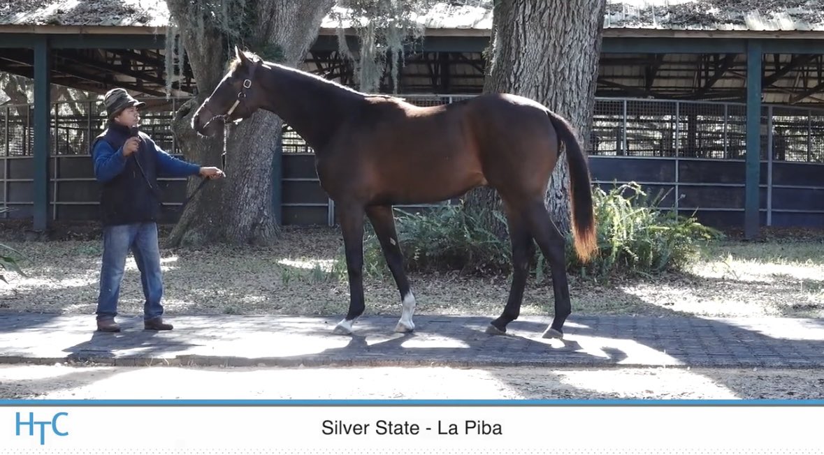 WalkerHancock's tweet image. We’re hearing really positive reports out of Ocala from the first crop of Silver State. A couple of mares booked to him this week from the hype. Pictured below are a few of ours: Swamp King, Symbol (1/2 brother to Lea), and Yearn (1/2 sister to Recruiting Ready) #silverstate