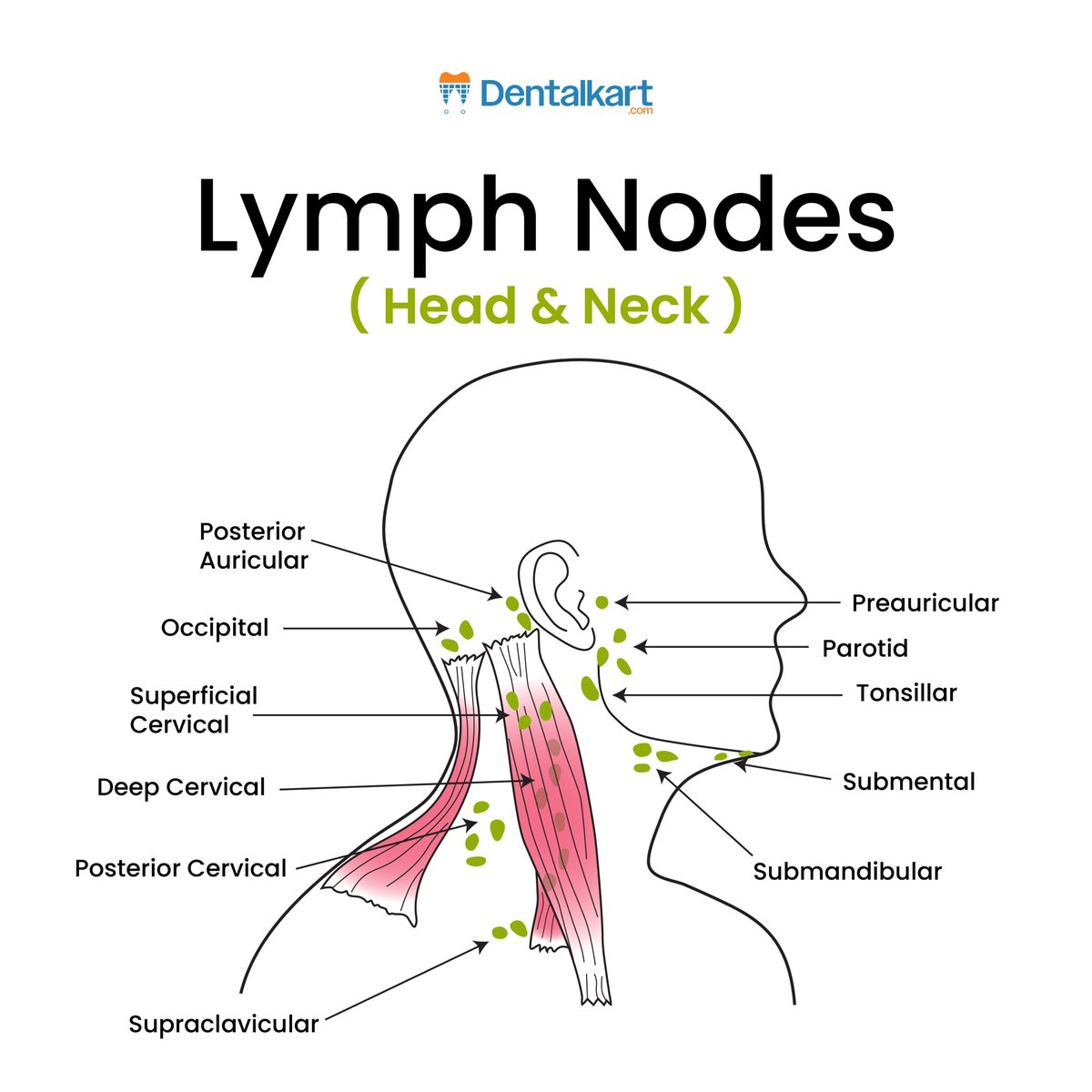 Dentalkart's tweet photo. Did you know?
🦠 Your head & neck have key lymph nodes that fight infections! From Occipital to Submandibular, each plays a vital role in immunity.
Watch for unusual swelling - it may signal health concerns!
#DentalKart #KnowledgePost #LymphNodes #HeadAndNeck #ImmuneSystem #Dentists