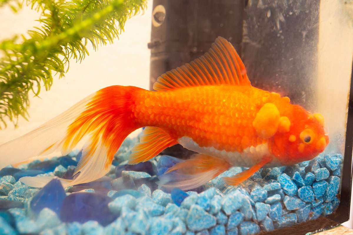 AllyYassin3's tweet photo. Did You know 
Some of fish diseases,such as Fish tuberculosis can be passed from fish to human
And these diseases are knowns as ZOONOTIC https://t.co/sJfmA2AVSC