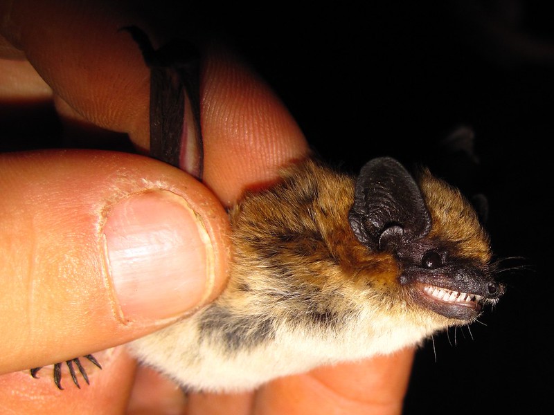 Kuhl's pipistrelle
Scientific name: Pipistrellus kuhlii
Kuhl's pipistrelle is a species of vesper bat that lives over large areas of North Africa, southern Europe and Western Asia. The population of Algeria, Egypt, Libya, Sudan was formerly known as Pipistrellus deserti.

Kuhl's