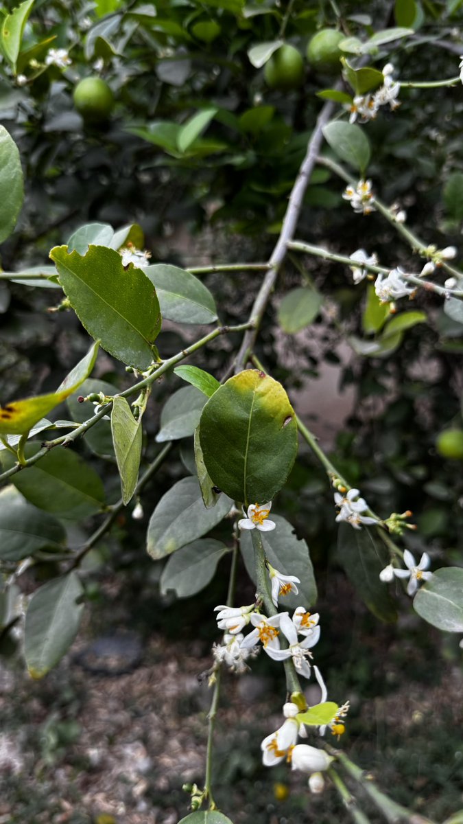 موسم البل (تزهير الحمضيات) ✨🌿