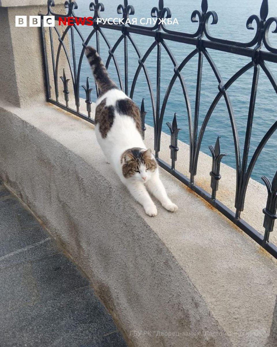 bbcrussian tweet media