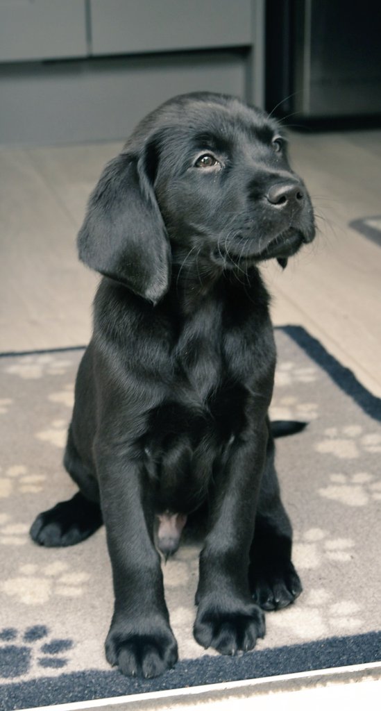 Welcome to Guide Dog puppy Zeb, 8 weeks old. We had the pleasure of raising his father, Sykes back in 2023 and can already see  the likeness plus more retriever bits from mum Luna.  Settling in nicely. <a href="/guidedogs/">Guide Dogs</a> <a href="/GuideDogsNW/">Guide Dogs North West</a>