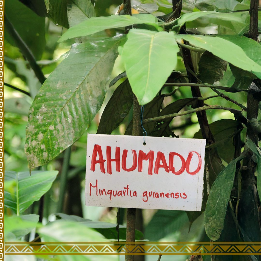 repam_amazonia's tweet image. 🌱 𝐃í𝐚 𝐈𝐧𝐭𝐞𝐫𝐧𝐚𝐜𝐢𝐨𝐧𝐚𝐥 𝐝𝐞 𝐥𝐚 𝐄𝐝𝐮𝐜𝐚𝐜𝐢ó𝐧 𝐀𝐦𝐛𝐢𝐞𝐧𝐭𝐚𝐥

📚 La educación medioambiental tiene como objetivo comprender conceptos relacionados con el medio ambiente, la sostenibilidad, la preservación y la conservación. 

#repam10años #medioambiente