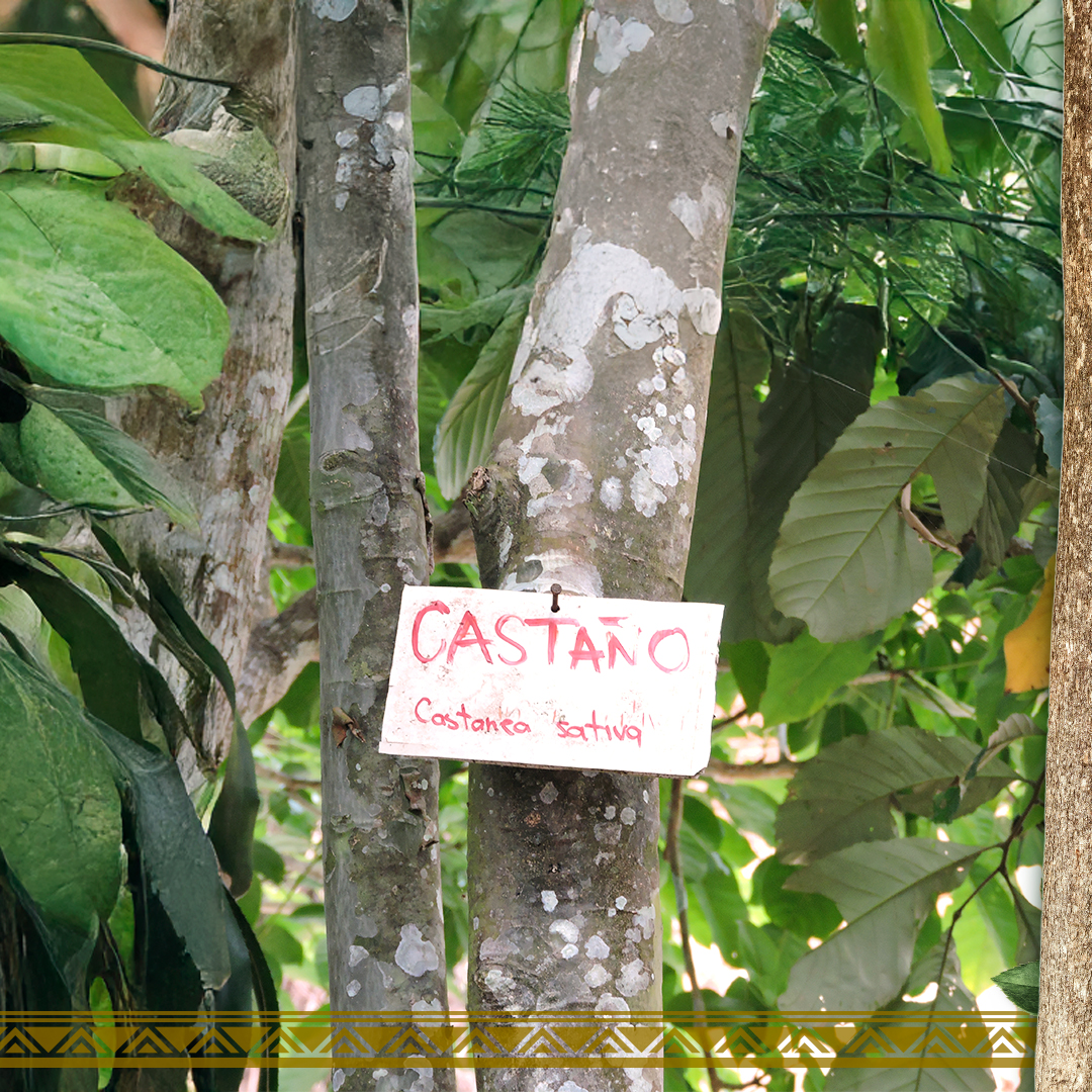 repam_amazonia's tweet image. 🌱 𝐃í𝐚 𝐈𝐧𝐭𝐞𝐫𝐧𝐚𝐜𝐢𝐨𝐧𝐚𝐥 𝐝𝐞 𝐥𝐚 𝐄𝐝𝐮𝐜𝐚𝐜𝐢ó𝐧 𝐀𝐦𝐛𝐢𝐞𝐧𝐭𝐚𝐥

📚 La educación medioambiental tiene como objetivo comprender conceptos relacionados con el medio ambiente, la sostenibilidad, la preservación y la conservación. 

#repam10años #medioambiente