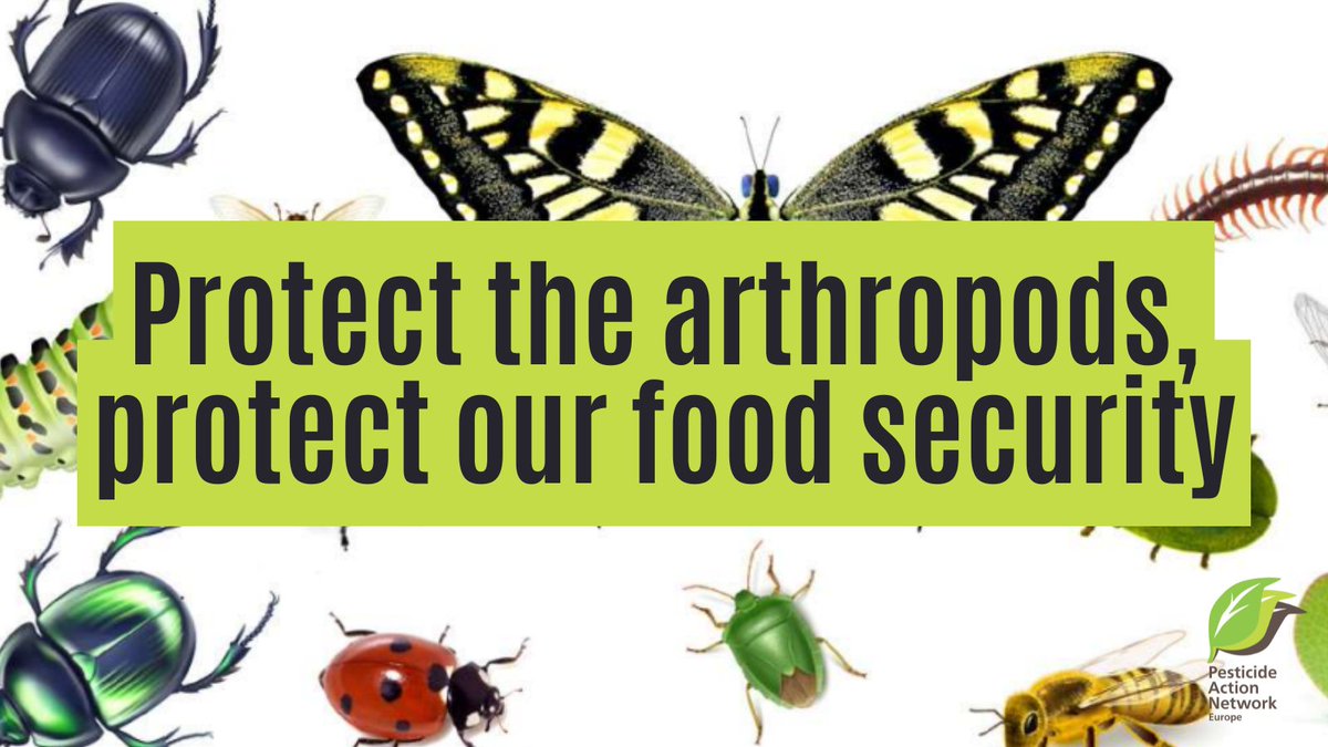 🦋🪲 With a new campaign, we pay special attention to the major role #pesticides play in Europe’s catastrophic collapse of insect populations. The chemicals decimate the broad family of arthropods - including insects, spiders, centipedes &amp; crustaceans 🐞🕷️
pan-europe.info/blog/protect-a…