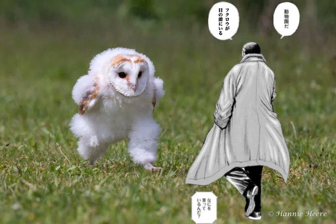 ｴｯﾎｴｯﾎ メンフクロウの強力な脚力は人間の頭蓋骨など一発で踏み潰す