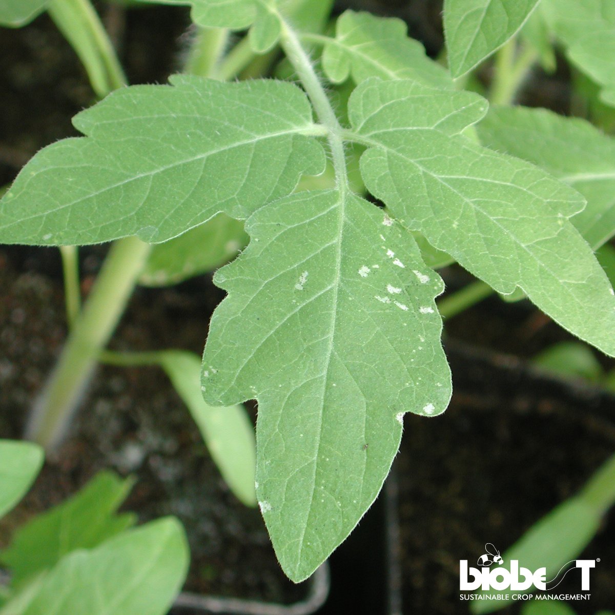 #TuesdayTip 🌱 #Thrips may be tiny, but their damage isn’t! 🕵️‍♂️ Spot these early signs:

🔍 Rolled edges on new leaves
🔍 Leaf dimpling (pockmarks)
🔍 Silver patches (underside)
🔍 Brown spots, dying leaves &amp; stems

✅ Monitor regularly + #Biobest solutions = Thrips under control!