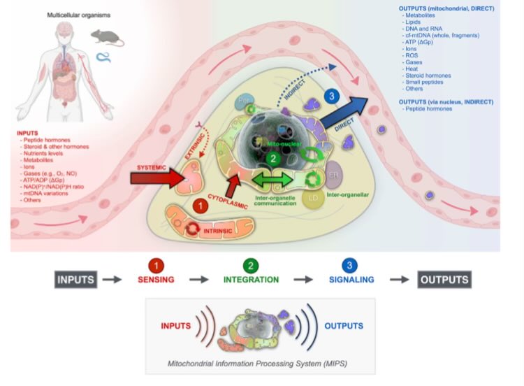 Mitochondria are optimally positioned—functionally and anatomically—to integrate the bioenergetic state of the cell, and communicate that information to other organelles including the nucleus where cytokine genes are expressed 

cell.com/action/showPdf…
