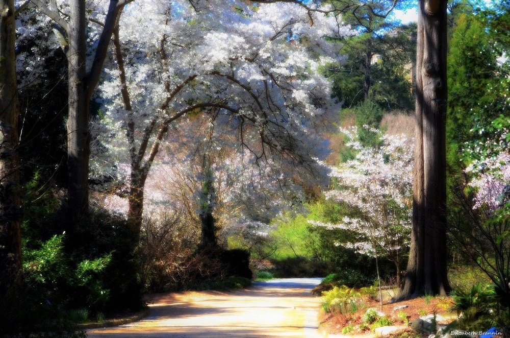 ElizaPhotograp1's tweet image. Spring work is going on with joyful enthusiasm. ~John Muir
Sarah Duke Gardens Durham NC Spring 2017