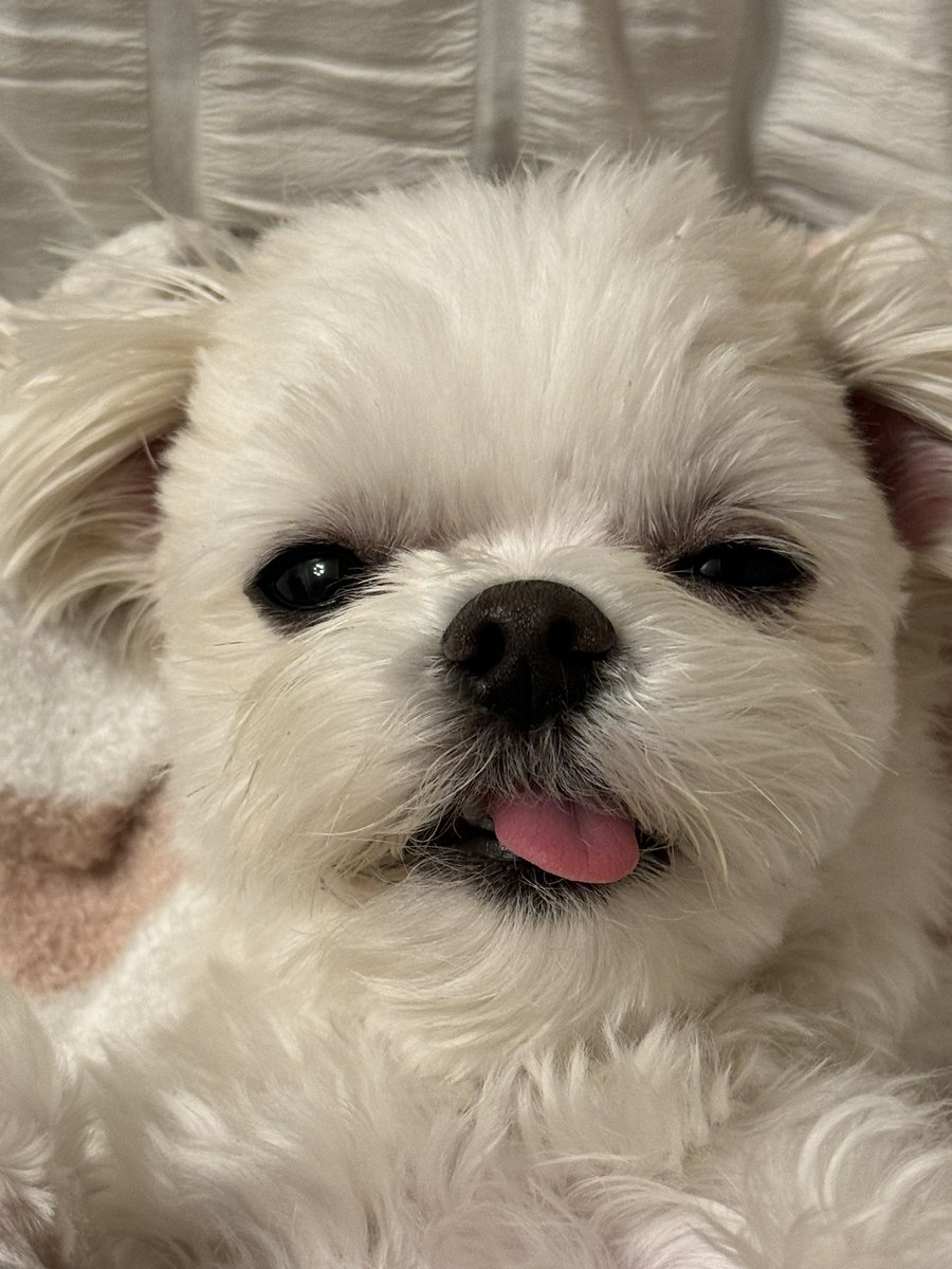 maltese___maru's tweet photo. こんなん撫で続けるしかないやん、もう https://t.co/IbReT9y2Qd