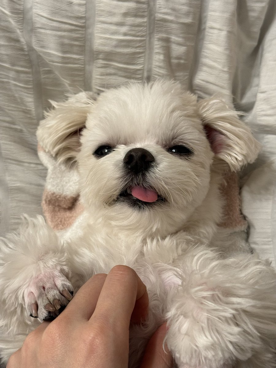maltese___maru's tweet photo. こんなん撫で続けるしかないやん、もう https://t.co/IbReT9y2Qd