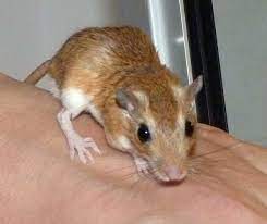 Wagner's gerbil
Scientific name: Dipodillus dasyurus
Wagner's gerbil is a gerbil that is native to Nile Delta, Palestine/Israel, Sinai, Syria, Iraq and Arabian Peninsula. It also referred to as the rough-tailed dipodil or Wadi Hof gerbil. They are nocturnally active.